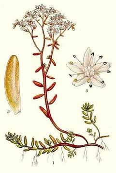 Sedum album Small Houseleek, White stonecrop, Sedum, Stonecrop Sedum album Small Houseleek, White stonecrop, Sedum, Stonecrop