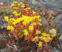 Sedum divergens Pacific Stonecrop Sedum divergens Pacific Stonecrop
