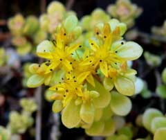 Sedum makinoi Stonecrop, Sedum Sedum makinoi Stonecrop, Sedum