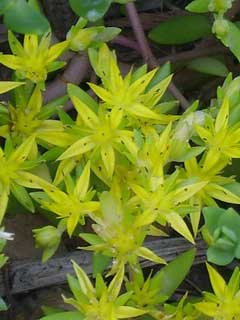 Sedum sarmentosum stringy stonecrop Sedum sarmentosum stringy stonecrop