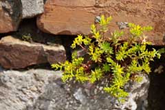 Sedum sarmentosum stringy stonecrop Sedum sarmentosum stringy stonecrop