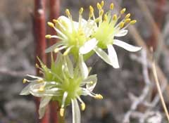 Sedum sediforme Sedum sediforme