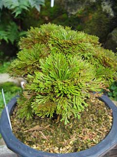 Selaginella tamariscina Selaginella tamariscina