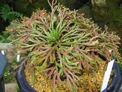 Selaginella tamariscina 