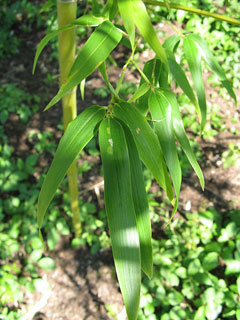 Semiarundinaria fastuosa Narihiradake