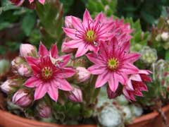 Sempervivum arachnoideum Cobweb Houseleek Sempervivum arachnoideum Cobweb Houseleek