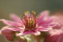 Sempervivum arachnoideum Cobweb Houseleek Sempervivum arachnoideum Cobweb Houseleek