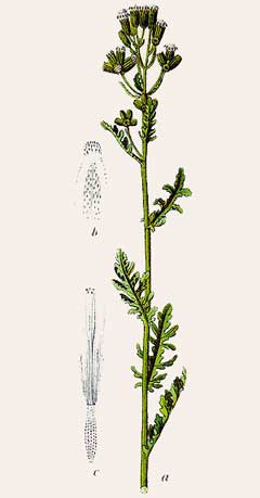 Senecio sylvaticus Mountain Groundsel, Woodland ragwort