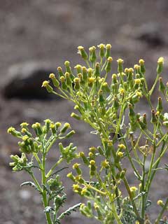 Senecio sylvaticus Mountain Groundsel, Woodland ragwort Senecio sylvaticus Mountain Groundsel, Woodland ragwort
