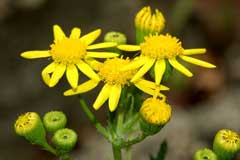 Senecio viscosus Sticky Groundsel, Sticky ragwort Senecio viscosus Sticky Groundsel, Sticky ragwort