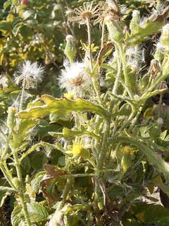 Senecio viscosus Sticky Groundsel, Sticky ragwort Senecio viscosus Sticky Groundsel, Sticky ragwort