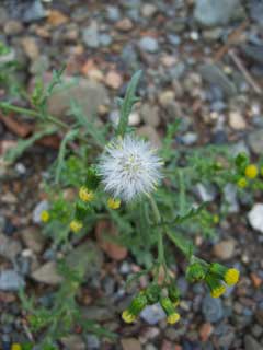 Senecio vulgaris Groundsel Senecio vulgaris Groundsel