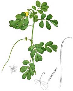 Senna tora Stinking Cassia, Sickle senna Senna tora Stinking Cassia, Sickle senna