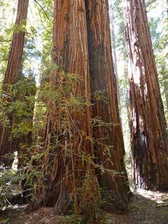 Sequoia Coastal Redwood, Redwood, California Redwood, Coast Redwood