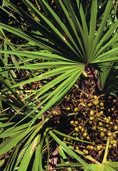 Serenoa repens Saw Palmetto Serenoa repens Saw Palmetto
