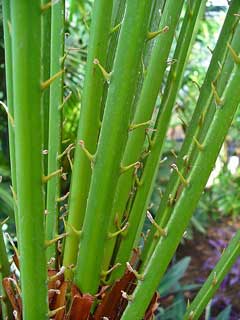 Serenoa repens Saw Palmetto Serenoa repens Saw Palmetto
