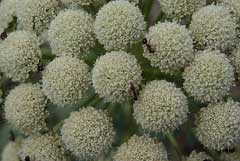 Seseli gummiferum Seseli gummiferum