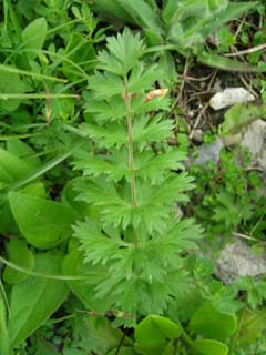 Seseli libanotis mooncarrot Seseli libanotis mooncarrot