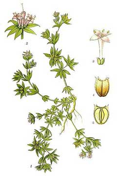 Sherardia arvensis Field Madder, Blue fieldmadder Sherardia arvensis Field Madder, Blue fieldmadder