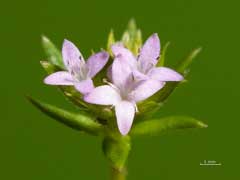 Sherardia arvensis Field Madder, Blue fieldmadder Sherardia arvensis Field Madder, Blue fieldmadder