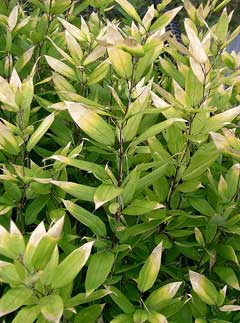 Shibataea kumasasa Bamboo, Okame Zasa Shibataea kumasasa Bamboo, Okame Zasa