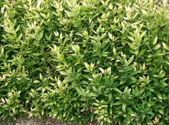 Shibataea kumasasa Bamboo, Okame Zasa Shibataea kumasasa Bamboo, Okame Zasa