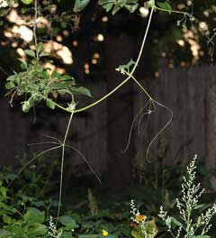 Sicyos angulatus Bur Cucumber, Oneseed bur cucumber Sicyos angulatus Bur Cucumber, Oneseed bur cucumber