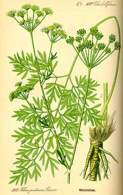 Silaum silaus Pepper Saxifrage Silaum silaus Pepper Saxifrage