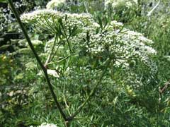 Silaum silaus Pepper Saxifrage Silaum silaus Pepper Saxifrage