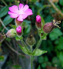 Silene dioica Red Campion, Red catchfly Silene dioica Red Campion, Red catchfly