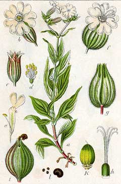 Silene latifolia White Campion, Bladder campion Silene latifolia White Campion, Bladder campion