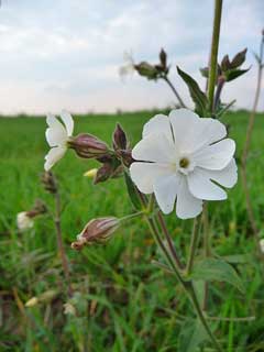 Silene latifolia White Campion, Bladder campion Silene latifolia White Campion, Bladder campion