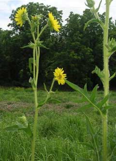 Silphium laciniatum Compass Plant, Robinson Silphium laciniatum Compass Plant, Robinson