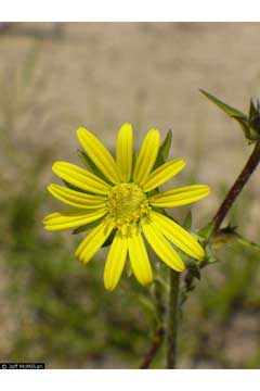 Silphium laciniatum Compass Plant, Robinson Silphium laciniatum Compass Plant, Robinson