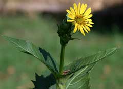 Silphium perfoliatum Cup Plant, Rosinweed Silphium perfoliatum Cup Plant, Rosinweed