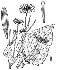 Silphium perfoliatum Cup Plant, Rosinweed Silphium perfoliatum Cup Plant, Rosinweed