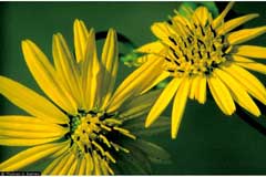 Silphium terebinthinaceum Prairie Dockm, Prairie rosinweed, Lucy Braun Silphium terebinthinaceum Prairie Dockm, Prairie rosinweed, Lucy Braun