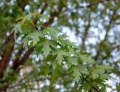 Acer saccharinum Silver Maple, River Maple, Soft Maple