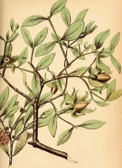 Simmondsia chinensis Jojoba