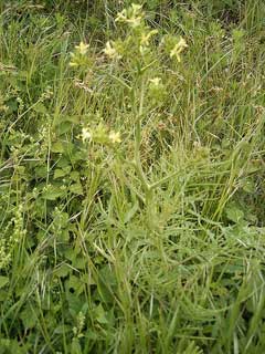 Sisymbrium altissimum Tumble Mustard, Tall tumblemustard Sisymbrium altissimum Tumble Mustard, Tall tumblemustard