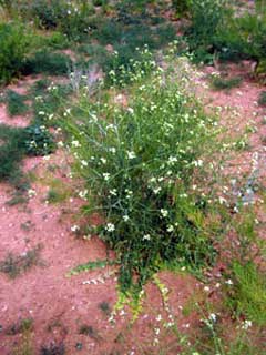 Sisymbrium altissimum Tumble Mustard, Tall tumblemustard Sisymbrium altissimum Tumble Mustard, Tall tumblemustard