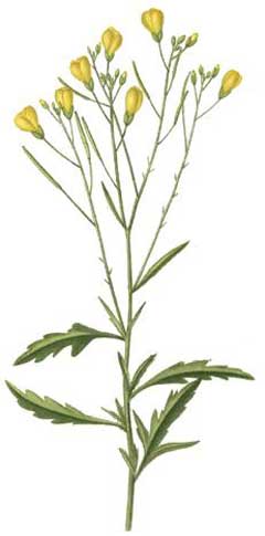 Sisymbrium irio London Rocket Sisymbrium irio London Rocket