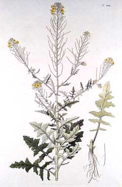 Sisymbrium loeselii Small tumbleweed mustard Sisymbrium loeselii Small tumbleweed mustard
