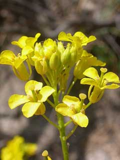 Sisymbrium loeselii Small tumbleweed mustard Sisymbrium loeselii Small tumbleweed mustard
