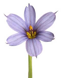 Sisyrinchium angustifolium Bermuda Blue-Eyed Grass, Narrowleaf blue-eyed grass Sisyrinchium angustifolium Bermuda Blue-Eyed Grass, Narrowleaf blue-eyed grass