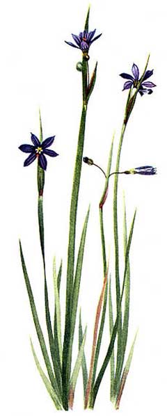 Sisyrinchium angustifolium Bermuda Blue-Eyed Grass, Narrowleaf blue-eyed grass