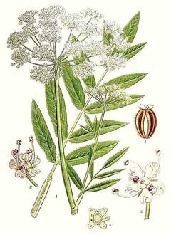 Sium latifolium Water Parsnip, Wideleaf waterparsnip Sium latifolium Water Parsnip, Wideleaf waterparsnip