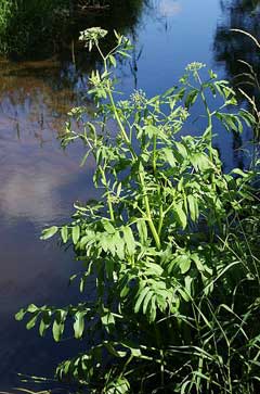 Sium latifolium Water Parsnip, Wideleaf waterparsnip Sium latifolium Water Parsnip, Wideleaf waterparsnip