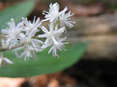 Smilacina japonica Smilacina japonica