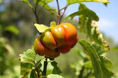 Solanum_aethiopicum Mock Tomato, Ethiopian nightshade